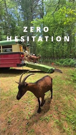 Goat Team 2 arrives and immediately gets to work #sanctuary #goats #wholesome