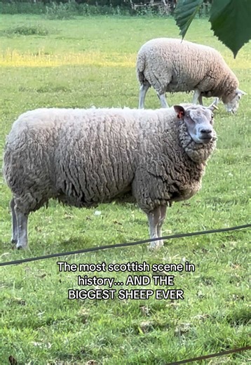 The Most Scottish Scene Featuring a Giant Sheep