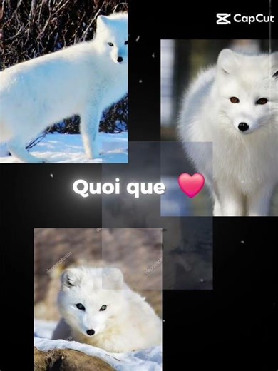 ma raison ೀ܀⊹˙┆✽ renard blanc𝜗𝜚┆˙⊹܀ೀ