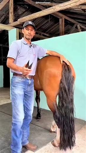 Arati kushwaha | Oops Dubai pays 2 lakh for horse styling 🤯 | Instagram