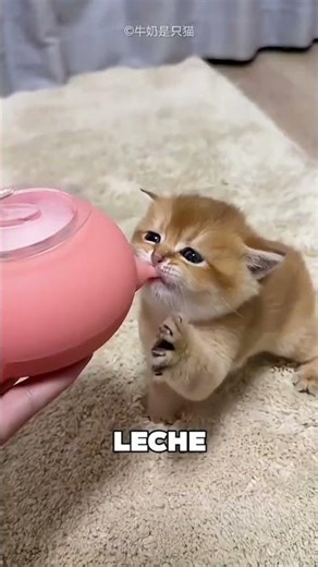 The little cat became the first. Poor thing!!!