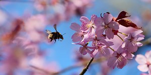 #BlossomWatch is here to lift the nation's spirits and bring us back to the present