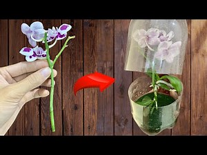 5 Methods of Orchid Propagation at Home - Simple and Easy Methods.