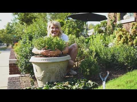 Boxwood Blight Solution? Meet Better Boxwood with Linda Vater