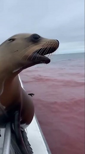 STOP! This Sea Lion's Warning About the Crimson Ocean Will CHILL You!