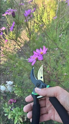 How to Clean Pruning Shears 🌿✨ | Easy Cleaning Tips!