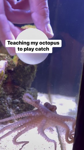 She catches on quick! #thereefdoc #byrdietheocto #octopus #pet | The Reef Doc
