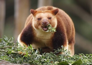 10 Fascinating Facts About Tree Kangaroos