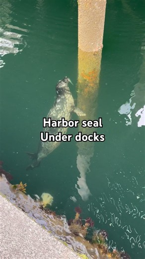 Harbor seal catching fish under the Ketchikan, Alaska docks
