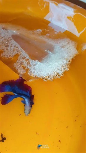 Betta fish breeding malayalam/ Betta fish eggs.#fish #kerala #aquarium #bettafish #bettafishuae #egg