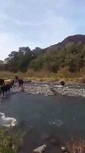 Mark Pedlow bringing in a mob of cows, Waipawa, Hawkes Bay | NZ Farming