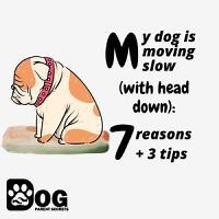 My Dog Is Moving Slow (With Head Down): 7 Reasons   3 Tips
