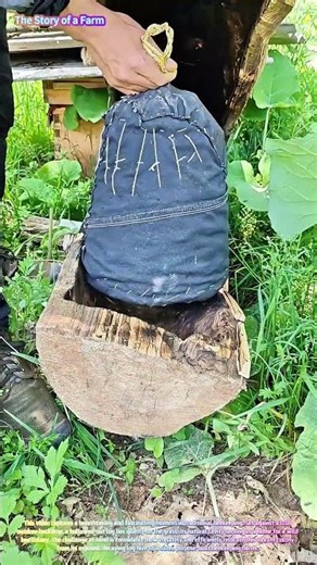 Satisfying Beekeeping: Watch a Master Transfer a Wild Bee Colony into a Wooden Barrel! 🐝🍯