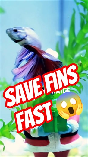 Save Your Betta’s Fins FAST With Salt😱