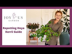 HOW TO REPOT A HOYA KERRII (SWEETHEART HOYA)