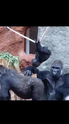 A baby gorilla is playing on its mother's back. #reelsfbシ #viralshorts #wildlife #facebookviral #wildlifeplanet #facebookreel #viralvideoシ #hilights #foryouシ #instagram | Äb Hâ M Îđ