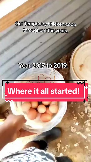 At first we had layers, Ducks,rabbits and broilers. We then focused on Broilers and that is where we're at now! Google photos reminds me every day of where I started from. and this for me is motivation to keep going. #farmlife #broilers #fyp #broilerchicken #lilys_chicken_farm #chicken #mombasa