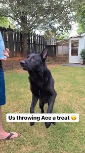 1K views · 21 reactions | Training treats are here! Does your dog prefer Bacon, Egg & Cheese OR Peanut Butter & Jelly? Either way, we have both options! We also offer treats in small and large sizes to meet your pup's needs. Check out our new Training Treats here  https://bit.ly/3edC3oH | Natural Dog Company | Facebook