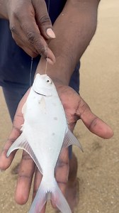 18K views · 83 reactions | Trevally on Mole Crabs: The Ultimate Inshore Bait Fishing Guide #TrevallyFishing #MoleCrabBait #InshoreFishing #SandCrabsForTrevally #SaltwaterFishingTips | Kadal Raasa Fishing | Facebook