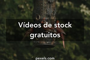 Vídeos de Aves Volando