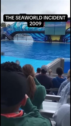 The seaworld incident 2009 #fyp #seaworld #usa