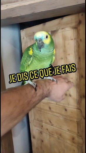 Je dis ce que je veux faire #parleur #amazoneafrontbleu #parrotsworld #perroquetquiparle #parrot #amazonparrot #pourtoi