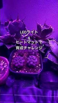 【植物の室内育成チャレンジ①】#アガベ #サボテン#塊根植物#植物育成ライト #観葉植物