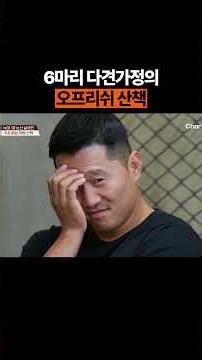 대형견 데리고 오프리쉬? #개늑시 #개와늑대의시간
