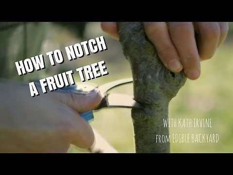 Edible Backyard - How to Notch a Fruit Tree