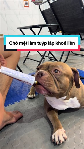 Mệt mệt trong người bull làm tuýp nhớt láp là khoẻ liền 🤣 #sivsole97 #thánhđổnhớt #Dươngnhớt #dươngnguyễn #bully