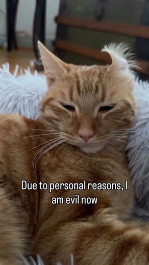 Peanut and Felix | Cat vengeance will be his! #evilnow #felixthecat #evilcat | Instagram