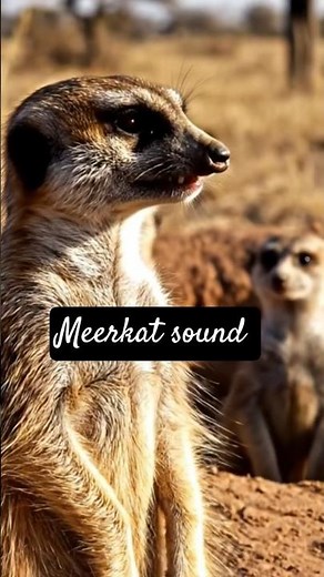 meerkat sounds 😺 #trendingshorts #meerkat #animals #shorts #viral