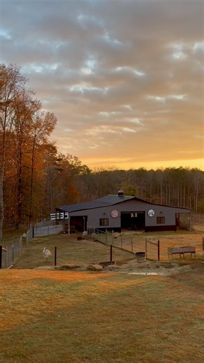 Good Sunday morning, folks ☕️ Here’s to strong coffee, a lovely day ahead, and don’t forget to hug your Emus. #SundayMorning #MilliganFarms #MF #FarmLife #Emus | Milligan Farms