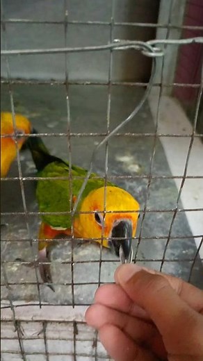 Premium Parrot food on Amazon 2024 🦜 #birds #parrot #parakeet #shortsfeed #boltz