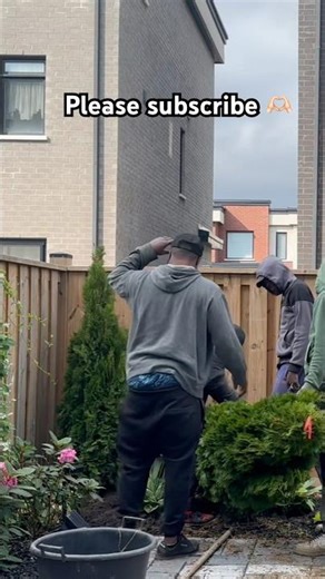 How to plant your new cedar tree #gardendesign #garden #fyp #diy