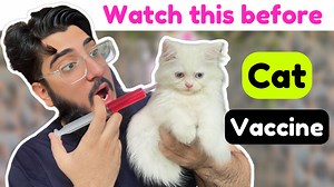 10K views · 366 reactions | Chubby Meows on Reels | Facebook