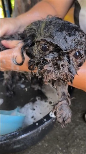 Accidentally Adopted an Alien Dog #dog