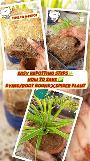 spider plant rescue/ye toh karna hi tha/spider plant repotting #shorts #garden #gardening