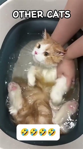 Other Cats vs My Cat 😂 #2 #funny