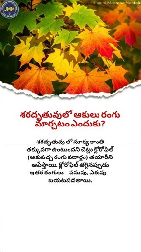 What Makes Leaves TURN RED in Autumn? #AutumnLeaves #WhyLeavesChangeColor #FallSeason #NatureFacts