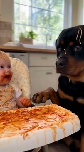 Epic Spaghetti Spill! Adorable Rottweiler & Baby's Messy Meal Time Chaos 😂🍝"