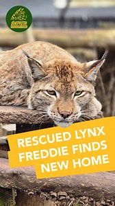 Welcome, Freddie! 🐾🐱 We’re thrilled to introduce Freddie, a Eurasian lynx who’s now calling Shepreth Wildlife Park his home! Freddie joins us as part of a rehoming effort following the closure of the Cat Survival Trust due to welfare concerns. Here, our top priority is Freddie’s well-being. He’ll have expert veterinary care, a tailored diet and plenty of enrichment to ensure his physical and mental health thrive in his new habitat. For now, Freddie will be taking his time to settle in and adju