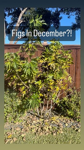 Thank you micro climate! This “little miss figgy” tree is my only fig...