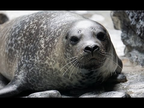 Why Do Seals Bark? - Sounds Of The Aquarium