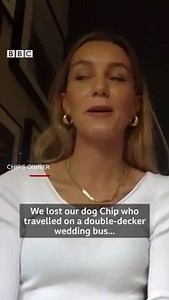264K views · 155 reactions | Chip the Norfolk terrier went on a 50 mile journey from London to Kent when he accidentally boarded a wedding bus. This is what happened...  bbc.in/3i8tHy9 | BBC London | Facebook