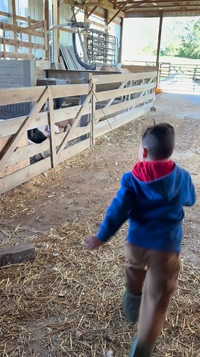 Run run run….running with the piggies! #farm #animals #farmlife #barnyard #happy #barn #cute #animalsofinstagram #pigs #run #exercise #followme #cute #love #barn | Pfeifer Family Farms