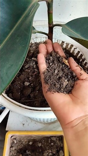 tips for rubber plant care🌿 #plantscaretips #indoorplant# permanentplant #homegardening