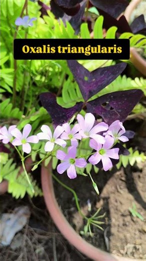 సీతాకోకచిలుకలా మూసుకునే ఆకులు! 🦋 Oxalis Plant #shorts #asplants #kadiyam