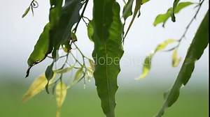 Close-up of leaves blowing in the wind. The leaves on the trees are blown away by the wind.