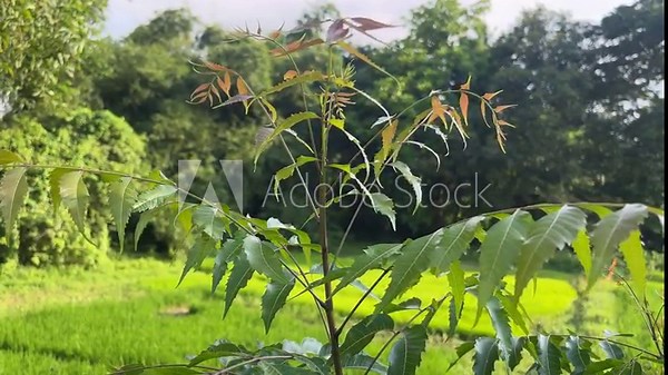 Evergreen Azadirachta indica tree plant close up. Fresh Neem Tree Plant.